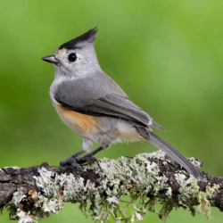 A Black-Crested Titmouse perched on a moss-covered tree branch, displaying its distinctive black crest and gray and golden plumage