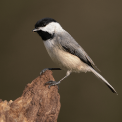 A Carolina Chickadee standing on a piece of bark, showing its characteristic black cap, white cheeks, and grayish-brown plumage.