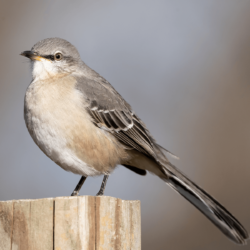  A Northern Mockingbird confidently perched on a wooden fence, showcasing its grayish plumage, long tail, and distinctive white wing patches.