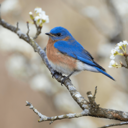  An eastern bluebird perched on a tree branch adorned with budding leaves.