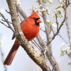 A vibrant male cardinal perched on a tree branch adorned with budding leaves or flowers